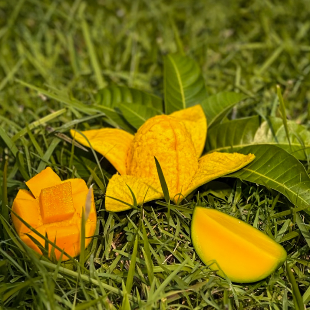 mobile slider image